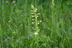 Platanthera bifolia
